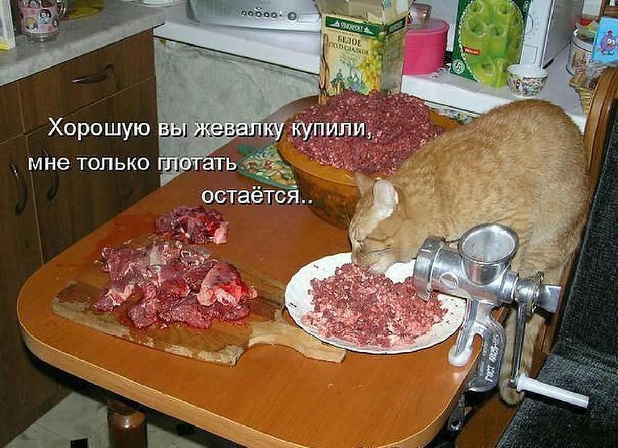 Кошка и мясорубка с надписью