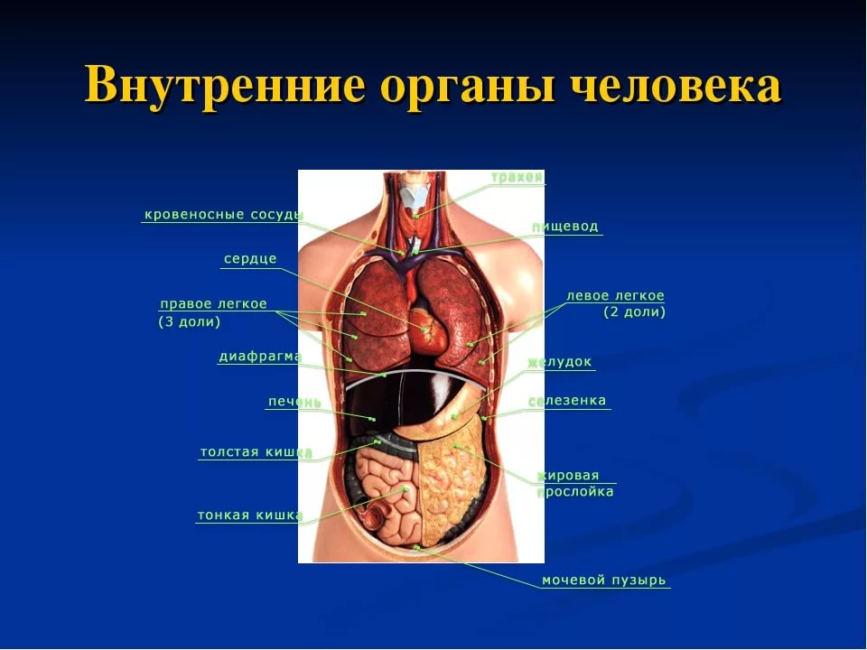 Фото человека изнутри органы и описание
