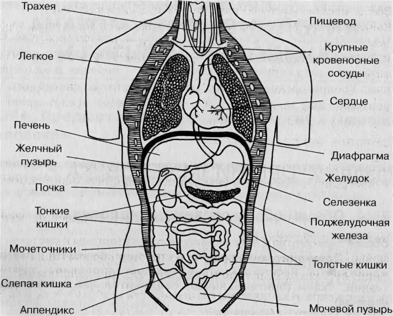 Структура человеческих органов фото