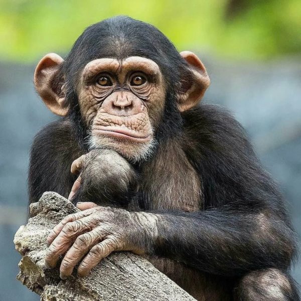 Смешные обезьяны: 120 фото