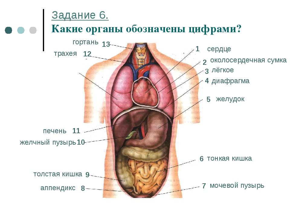Строение человека органы названия. Органы внутри человека расположение. Внутреннее строение органоа. Расположение органов у человека сбоку.