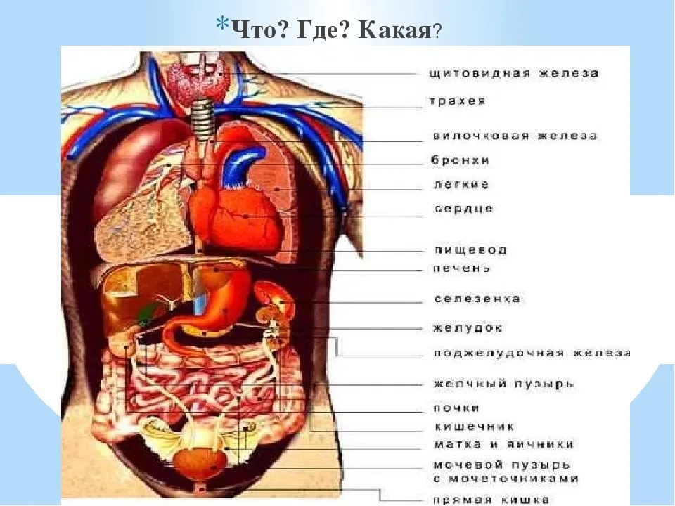 Фото анатомия человека внутренние органы у женщин