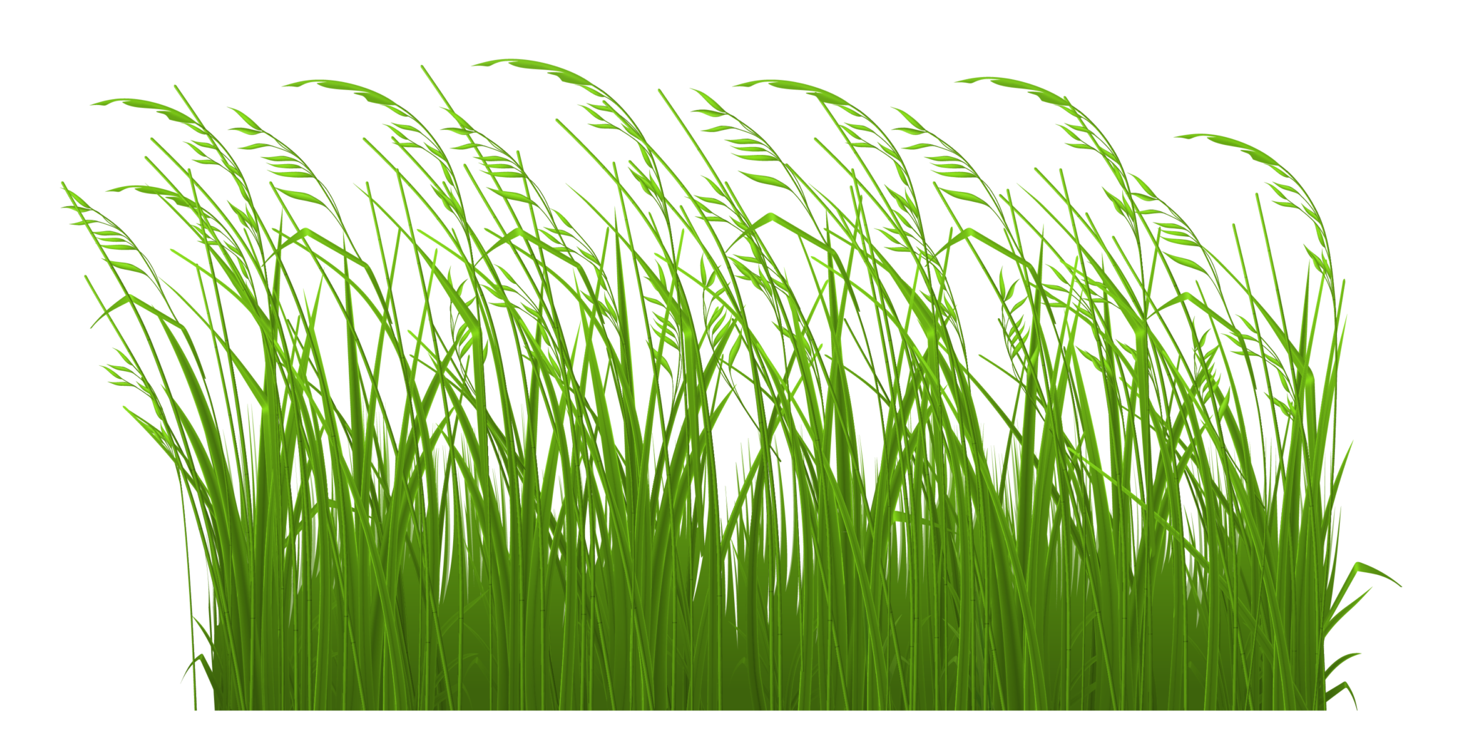 Нарисованная трава картинки. Трава. Трава на прозрачном фоне. Трава рисунок. Трава на белом фоне.