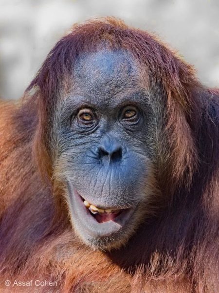 Смешные обезьяны: 120 фото