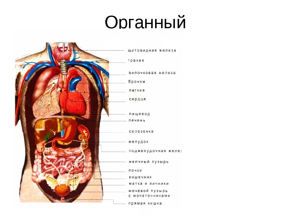 Какие органы расположены в нижней полости. Схема строения внутренних органов человека. Схема внутренних органов человека брюшной полости. Анатомия брюшной полости человека схема расположения. Анатомия органов брюшной полости человека схема расположения.