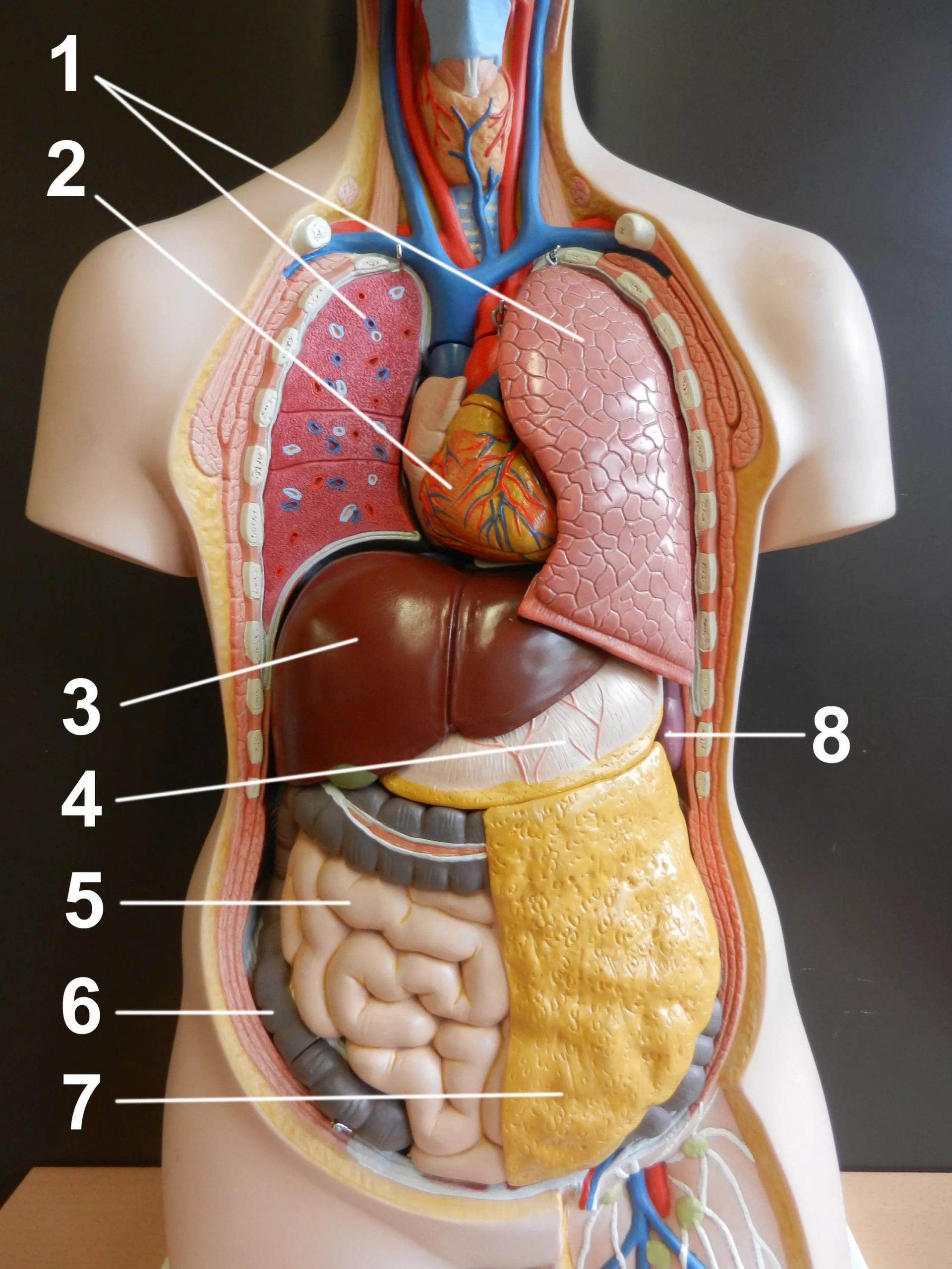 Картинки расположение органов человека (100 фото)