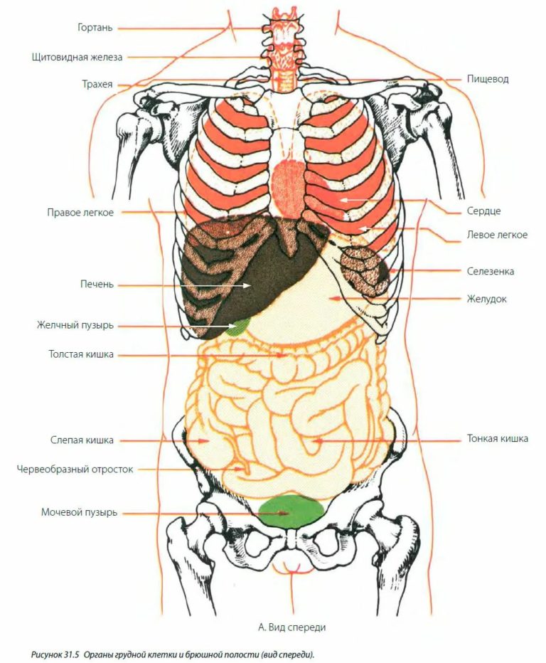 Органы с левой стороны у человека схема расположения