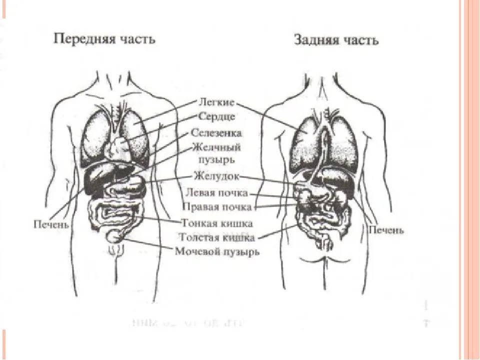 Строение человека внутренние органы женщины фото с надписями сзади на русском
