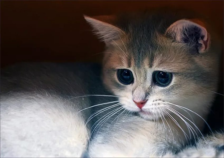 70 фото с грустными котиками