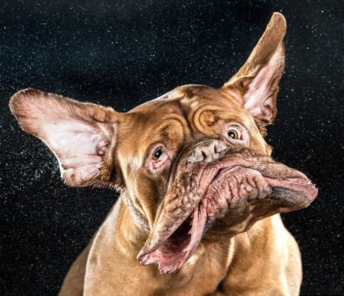 130 картинок со смешными собаками