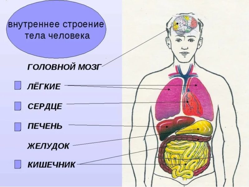 Расположение органов человека: 30 фото анатомии