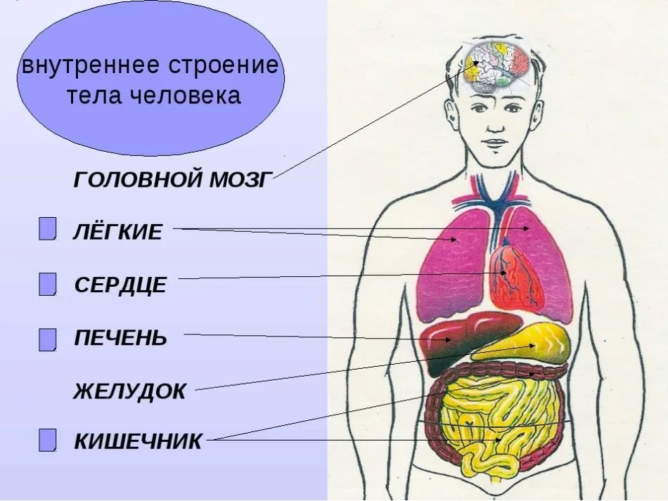 Где какие органы у человека расположены фото