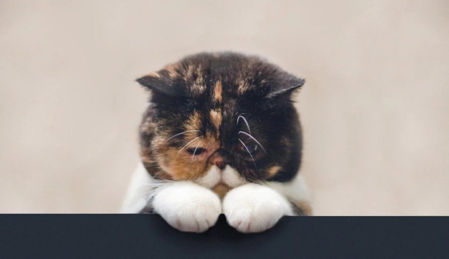 70 фото с грустными котиками
