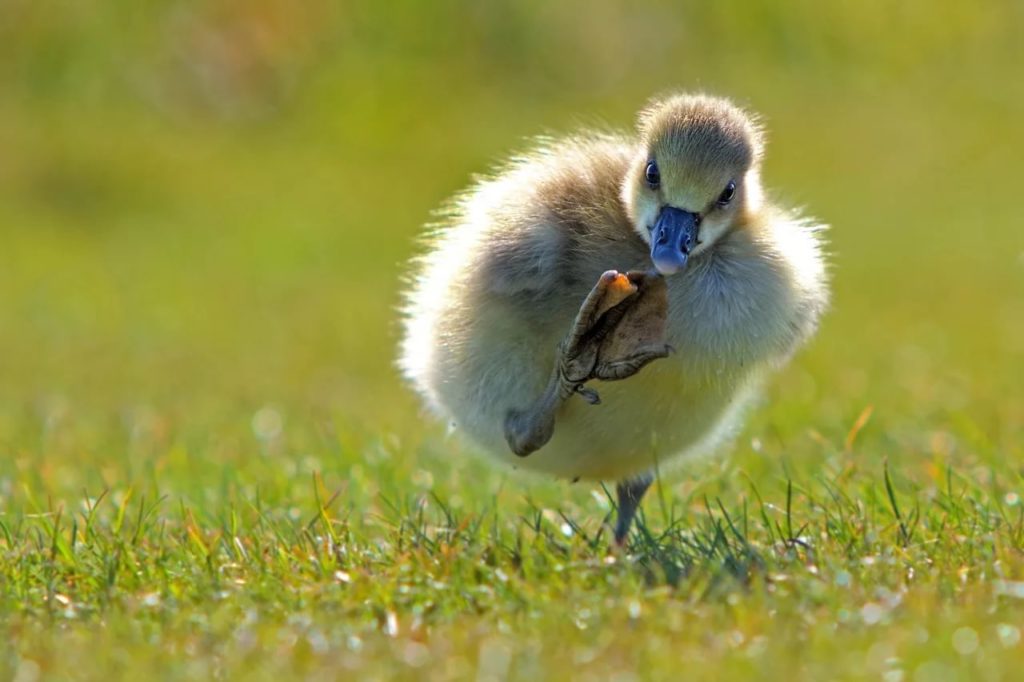 Легкие Животных Фото
