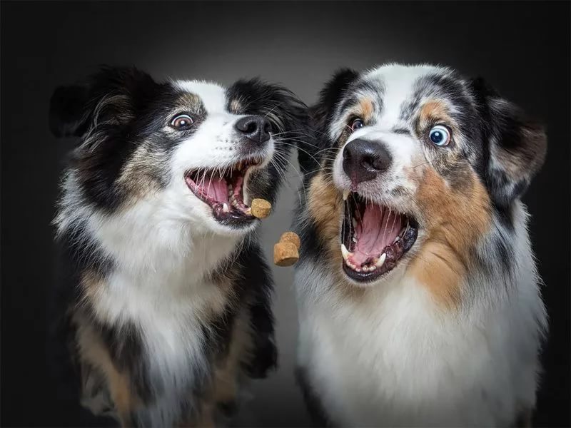 130 картинок со смешными собаками