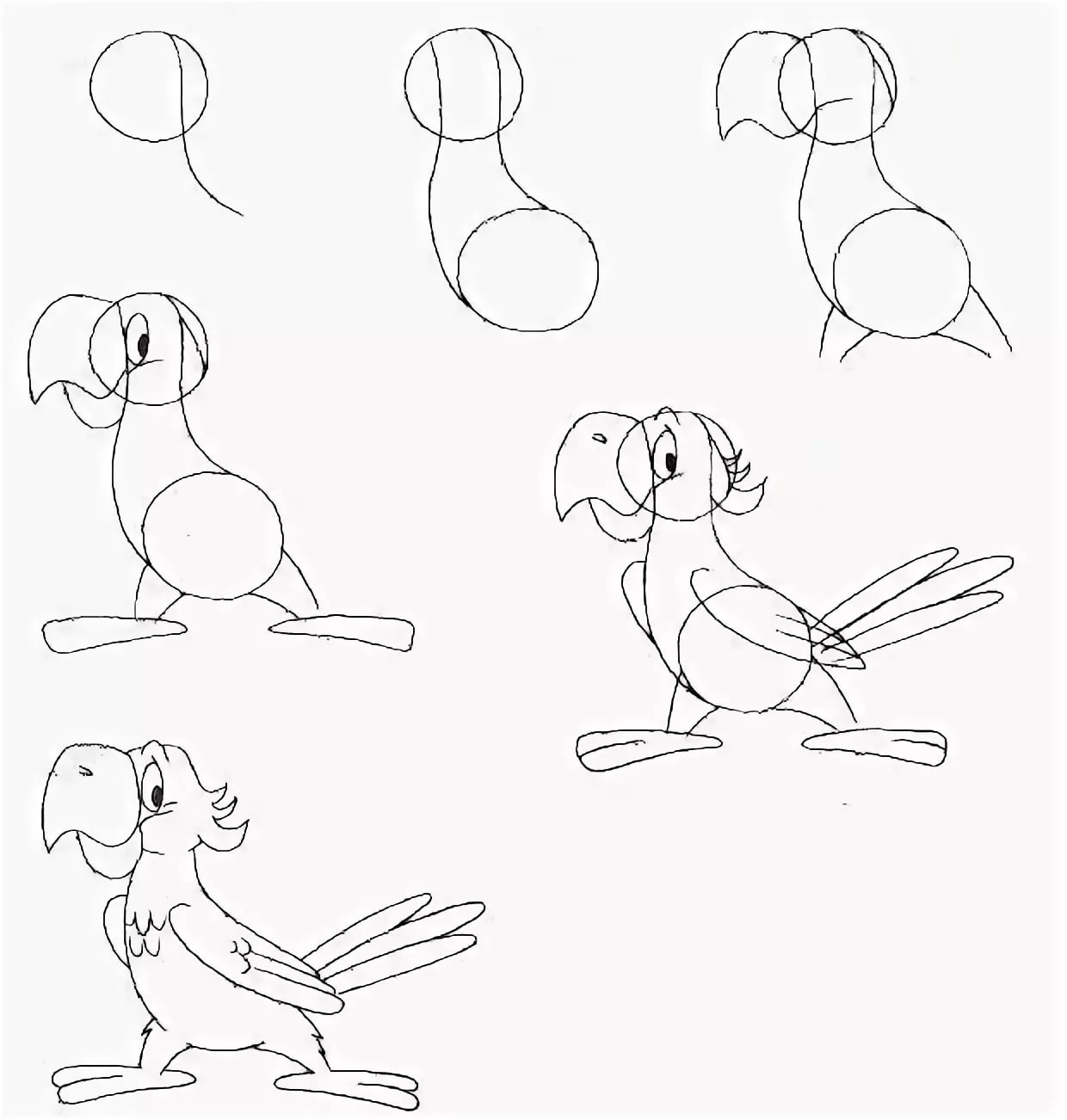 Картинки поэтапно. Уроки рисования для начинающих. Уроки рисования попугая. Пошаговое рисование карандашом. Рисование карандашом животных для начинающих.