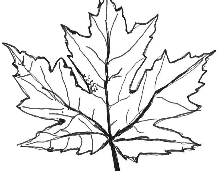 Коллекция трафаретов кленовых листьев для вырезания